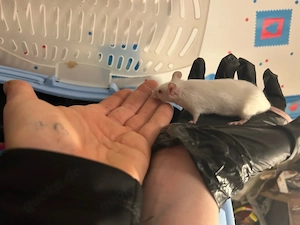 16 männliche mäuse 