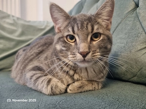 BHK Mix Katze 1 Jahr alt 