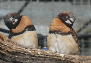 2,2 Braunbrustnonnen abzugeben