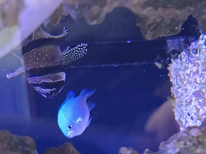 Anemone Fische, Kardinal Batsch, grüne Schwalbenschwänzchen 4 St. 