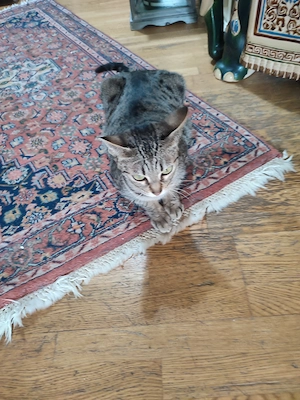 Dringend Katze Weibchen 5 Jahre 