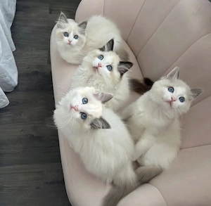 Flauschige Ragdoll Kitten ab sofort verfügbar