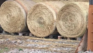 Heuballen von 2025