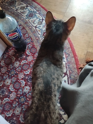 Katze Weibchen 5 Jahre  Bild 2