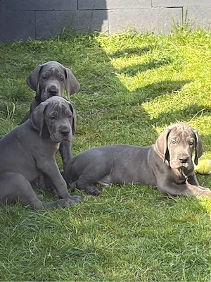 Deutsche Dogge Welpe blau Reinrassig Hund 