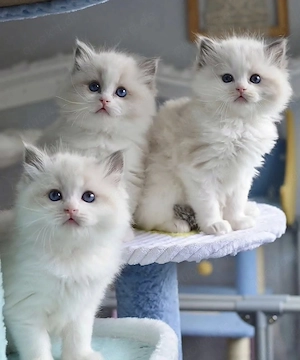 Ragdoll Kitten   verschmust & verspielt