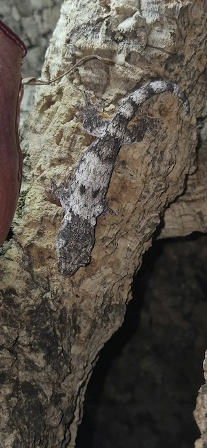 Gehyra marginata Nz '26