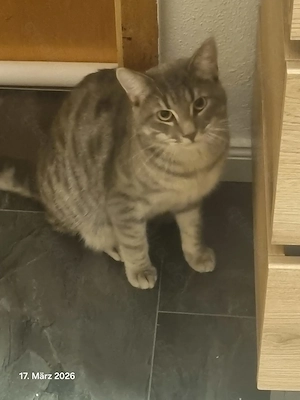 BHK Mix Katze 1 Jahr alt 