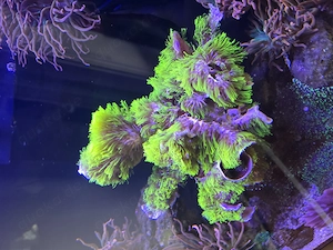 Affenhaar , Briareum Asbestinum 