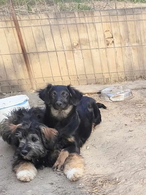 Schwarze Schönheit Pepita 