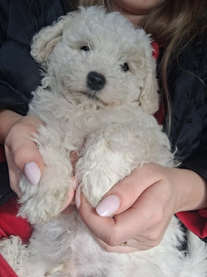 Bischon Frisé welpen-2Rüden - geboren 21.01.26