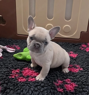 Französische Bulldogge Welpe Mädchen mit Ahnentafel 