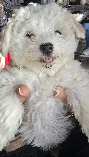 Bischon Frisé welpen-1Rüden - geboren 21.01.26