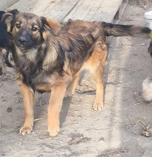 Pepino sucht sein Glück 