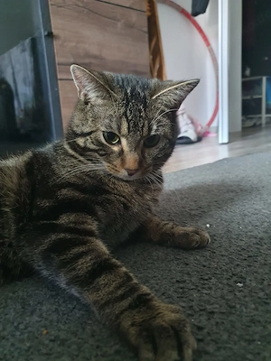 Kater abzugeben Bild 2