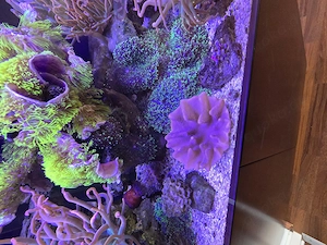 Sarkahyton, Lederkaralle