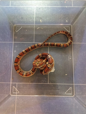 Kornnatter zu verkaufen 1.2