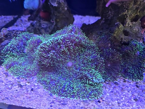 Scheibenanemone , Rhodactis Howesii 