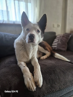 Odin - groß und sanft