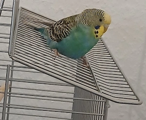 Wellensittich Weibchen ca. 9 Monate alt inkl. Käfig