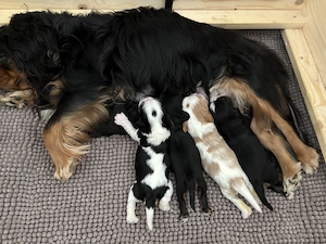 Cavalier King Charles Spaniel Welpen mit Ahnentafel 