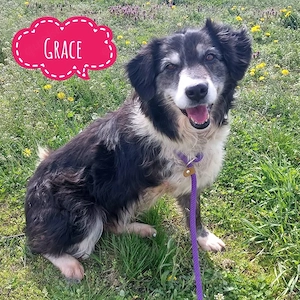 Grace, liebevolles Dreibeinchen sucht dringend ein Zuhause, Collie Mix