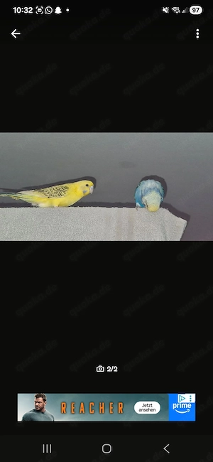 2 Wellensittiche ( Handaufzucht)