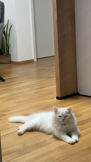 Wunderschöner Perser-Kater (8 Monate) mit Zubehör sucht Zuhause