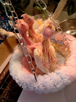 Nymphensittiche ( Lutino)