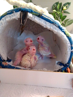 Nymphensittiche ( Lutino)