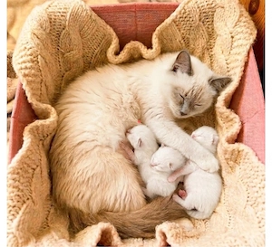 heilige Birma Kitten gestern geboren