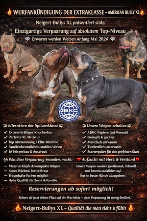 American Bully wurfankündigung für mai