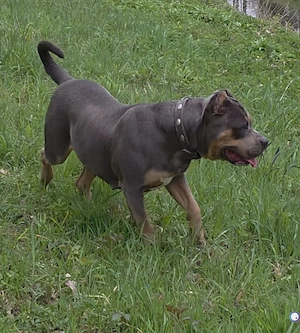 American Bully wurfankündigung für mai Bild 2