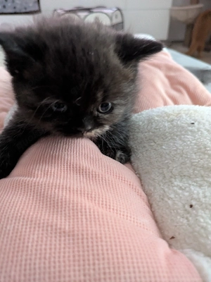 Bkh kitten