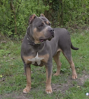 American Bully wurfankündigung für mai Bild 3