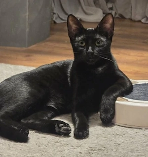 Bildschöner Schmusekater Romeo - Widerstand zwecklos