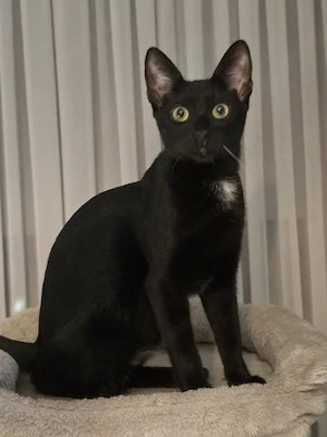 Bildschöner Schmusekater Romeo - Widerstand zwecklos