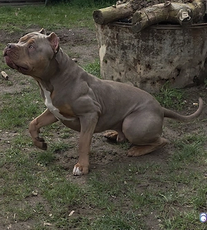 American Bully wurfankündigung für mai Bild 5