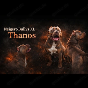 American Bully wurfankündigung für mai Bild 4