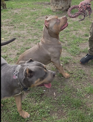 American Bully wurfankündigung für mai Bild 6