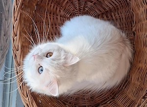 Maine Coon Kitten Wurfankündigung Anfang Mai Blue oder Split Odd Eyes möglich