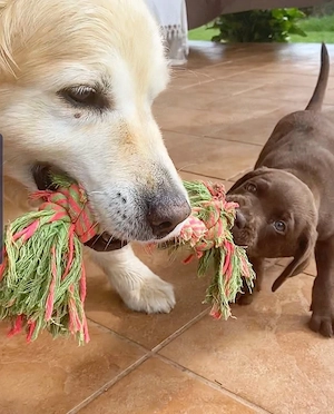 Bezaubernde Labrador-Welpe (weiblich) sucht ein liebevolles Zuhause
