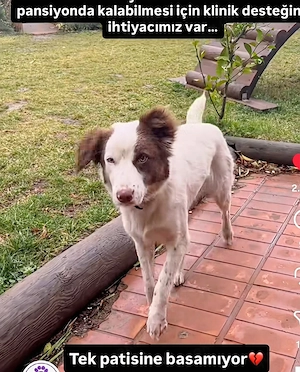Lilly 1,5 jährige Collie -Mix Hündin sucht ein liebevolles Zuhause 
