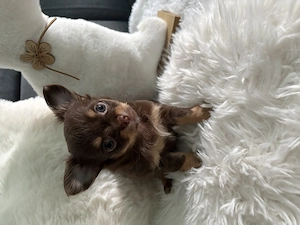 2 Wunderschöne Chihuahua Mädchen suchen bald ein neues Zuhause auf Lebenszeit!!!