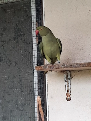 Halsband Sittiche aus Volierenhaltung, 9 Stück