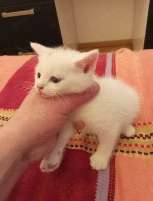 BKH Junge Mädchen in Weiß 