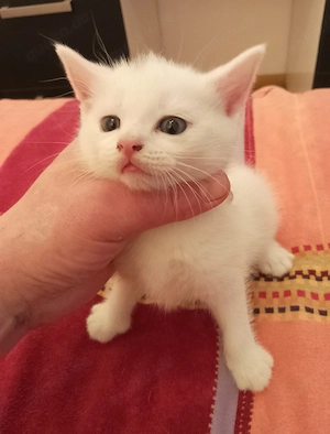 BKH Junge Mädchen in Weiß 