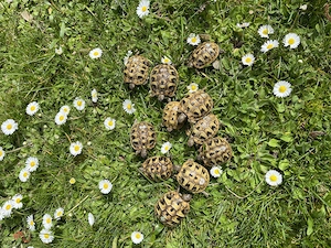 Griechische Landschildkröten, Schildkröten 