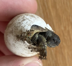 Griechische Landschildkröten, Schildkröten, Schildkröte