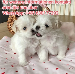 Reinrassig Malteser Welpen ,, liebevoll aufgezogen